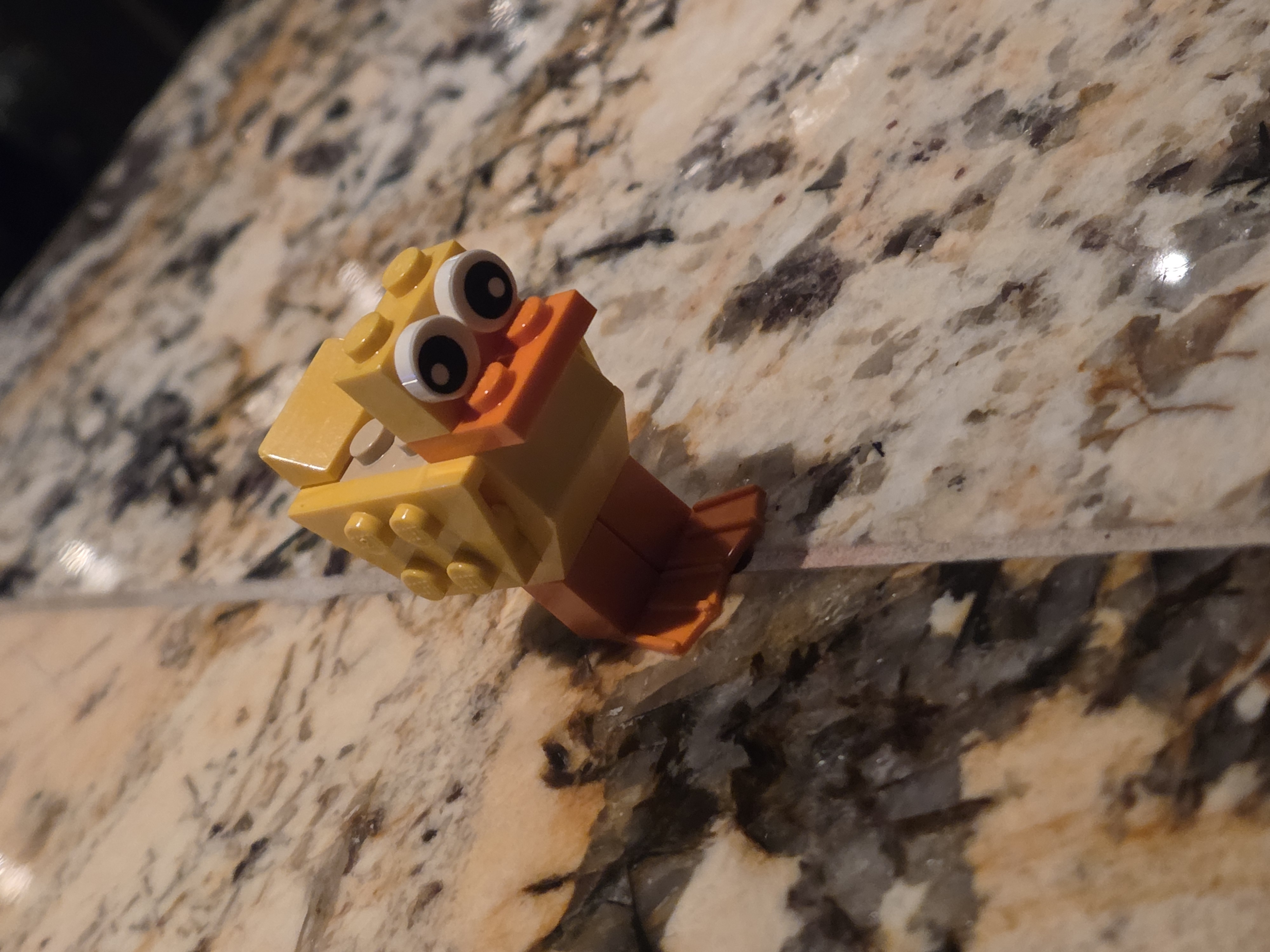 Duck Photo