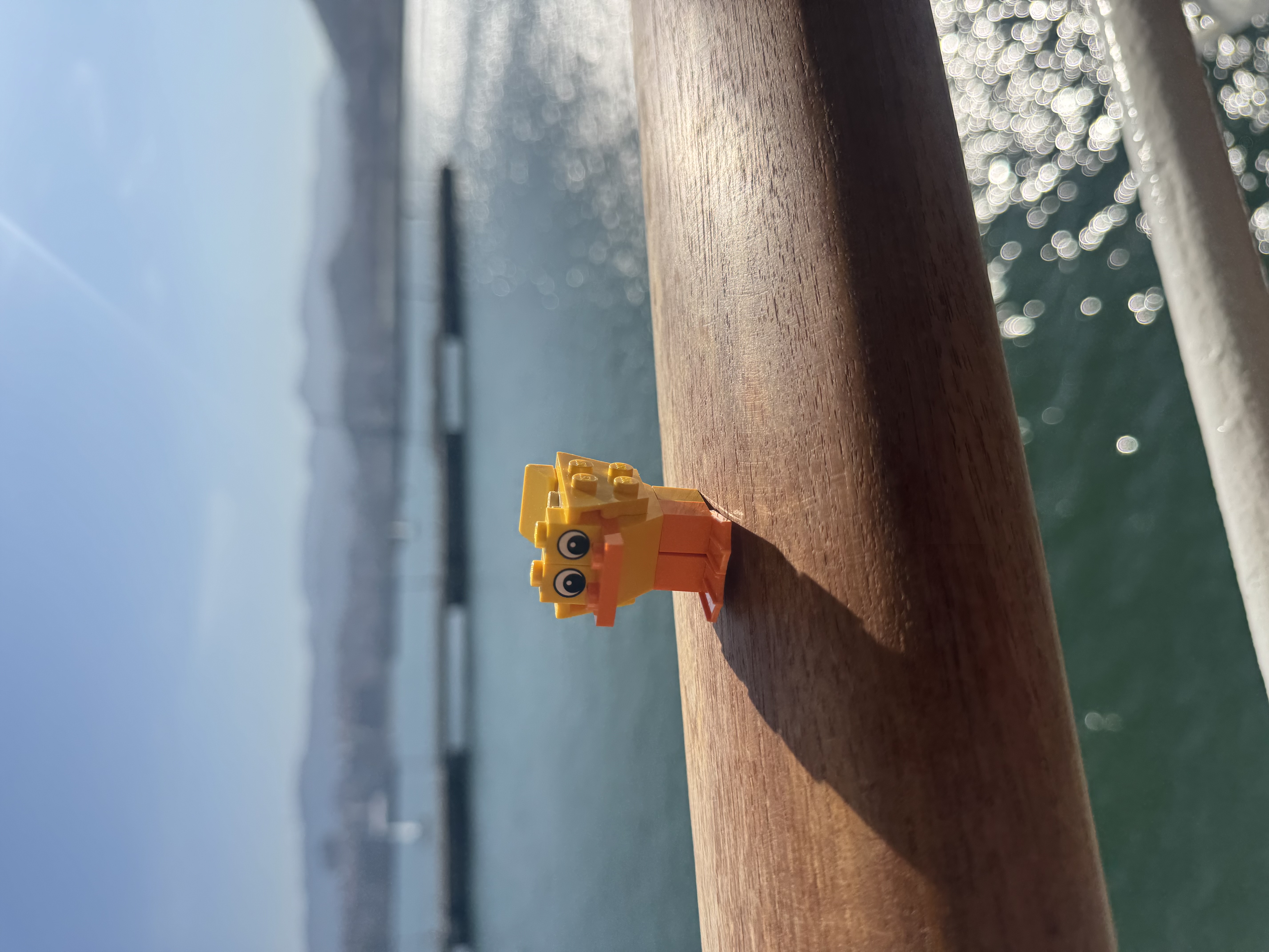 Duck Photo