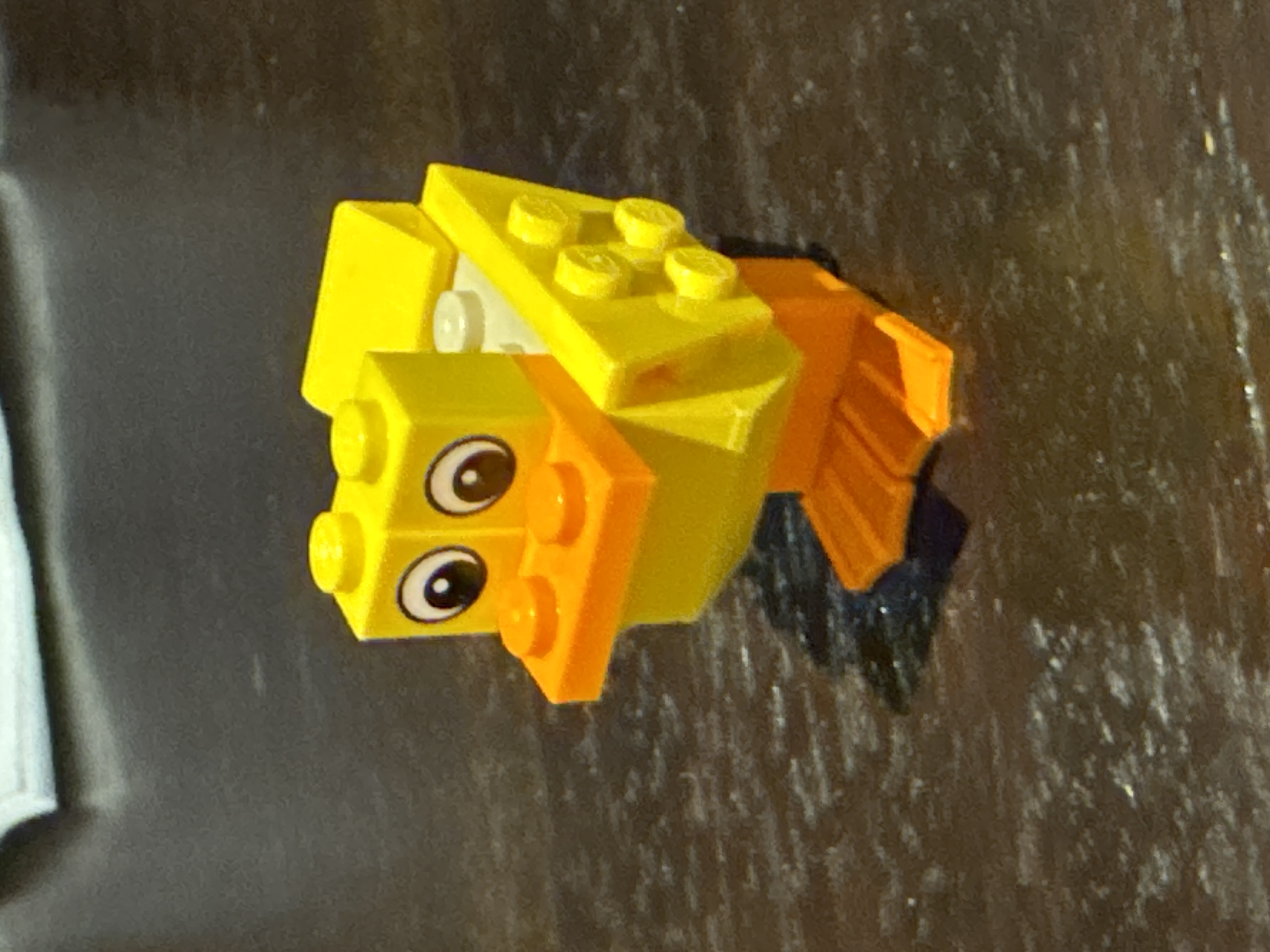 Duck Photo