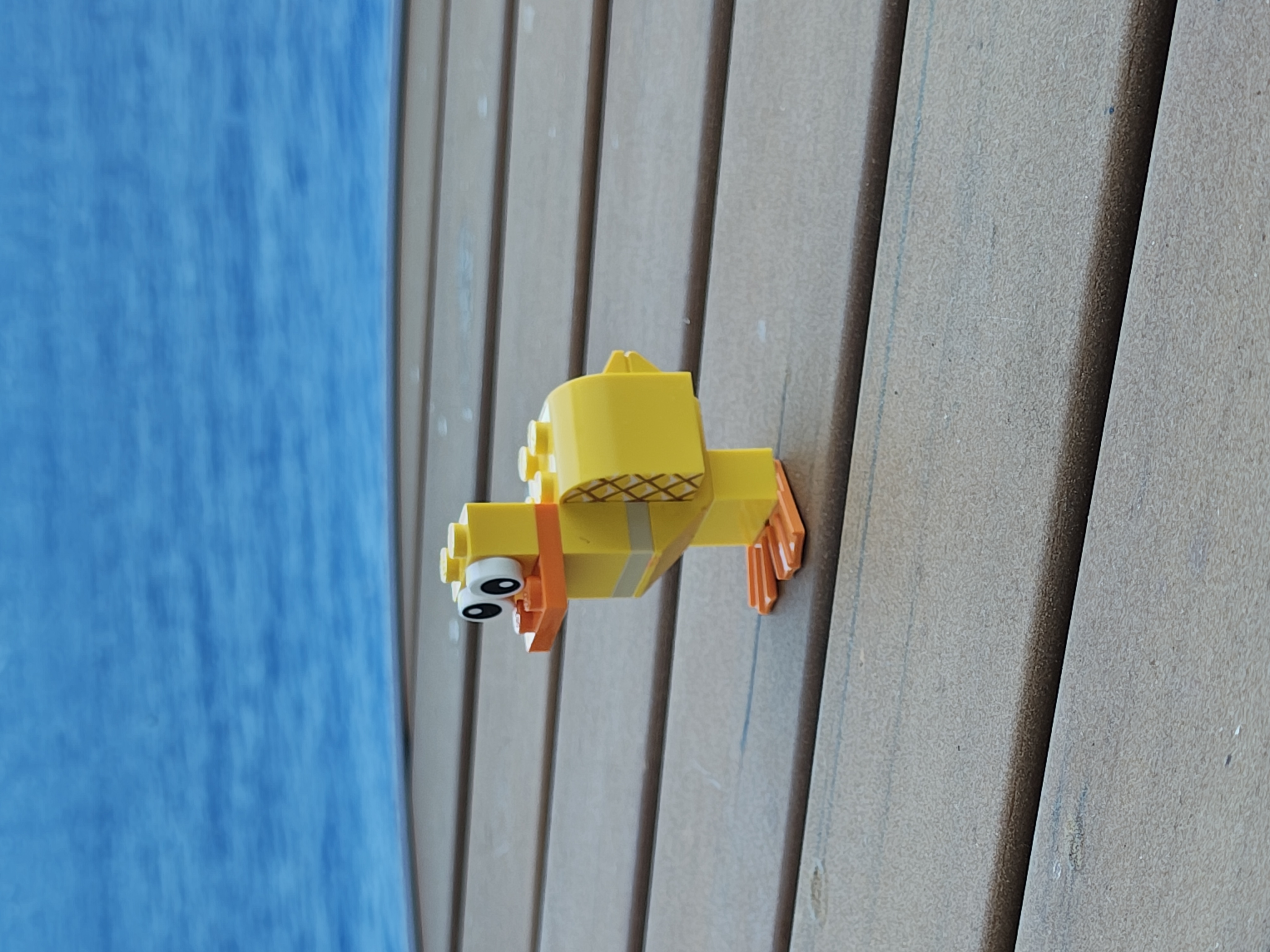 Duck Photo